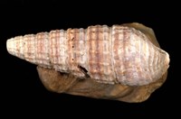 藏品(鐵尖海蜷)的圖片